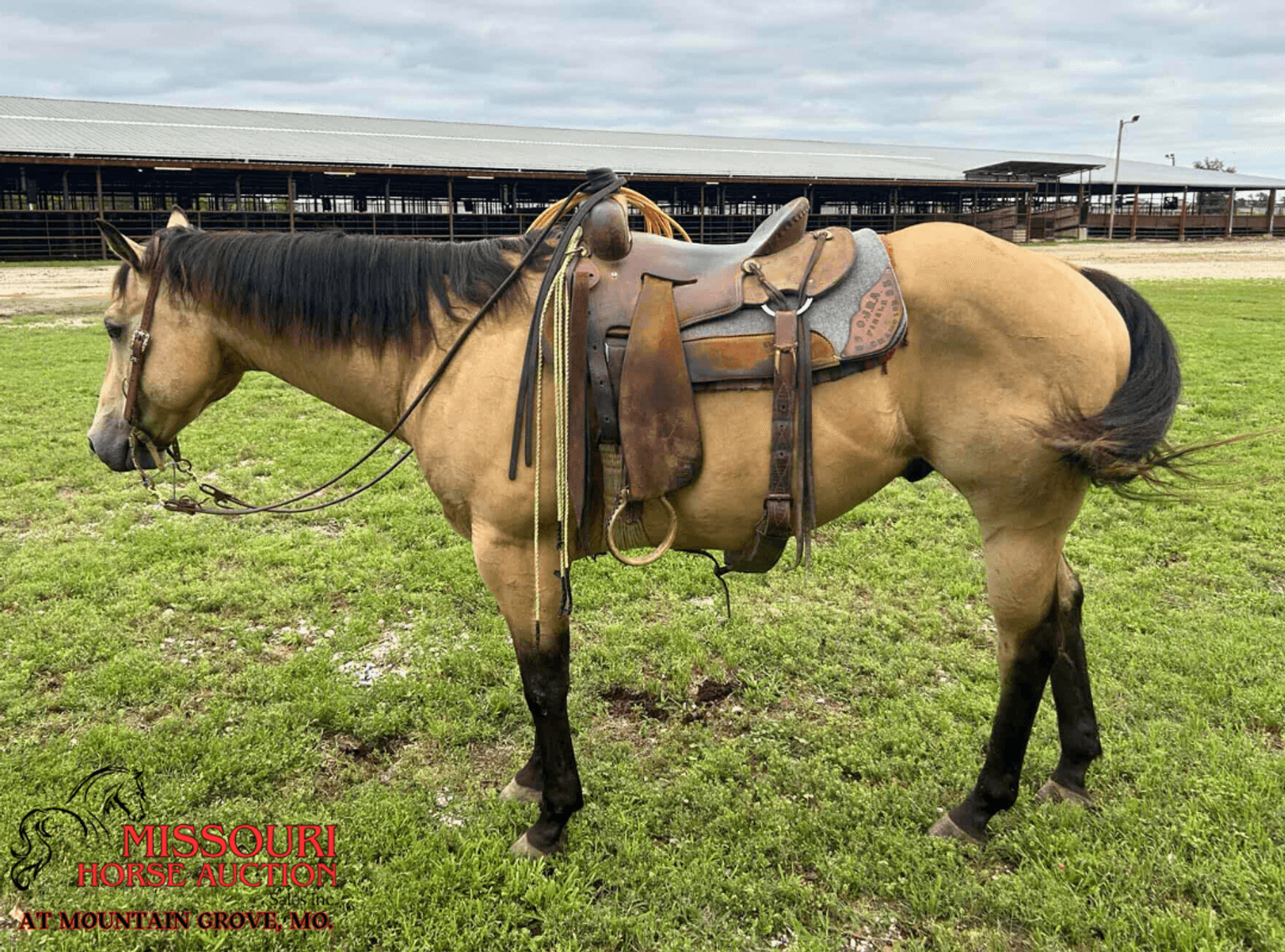 Image for Missouri Horse Auction AT MOUNTAIN GROVE- FRIDAY, JULY 11TH, 2025