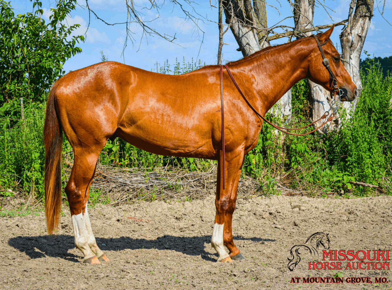 Image for Missouri Horse Auction AT MOUNTAIN GROVE- FRIDAY, JULY 11TH, 2025