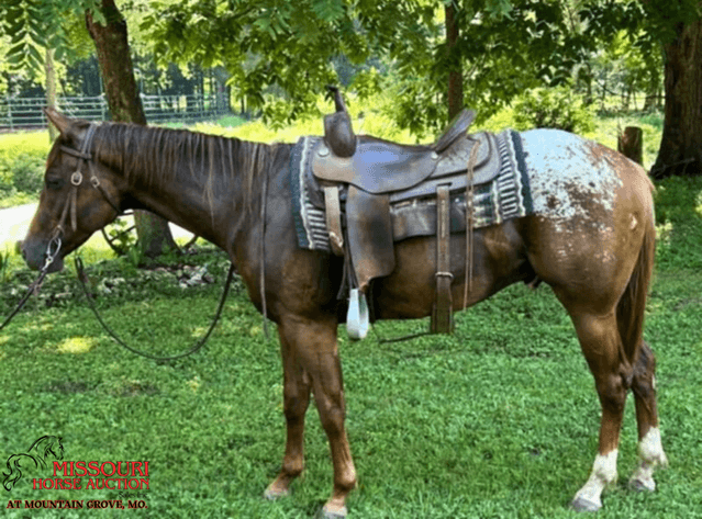 Image for Missouri Horse Auction AT MOUNTAIN GROVE- FRIDAY, JULY 11TH, 2025