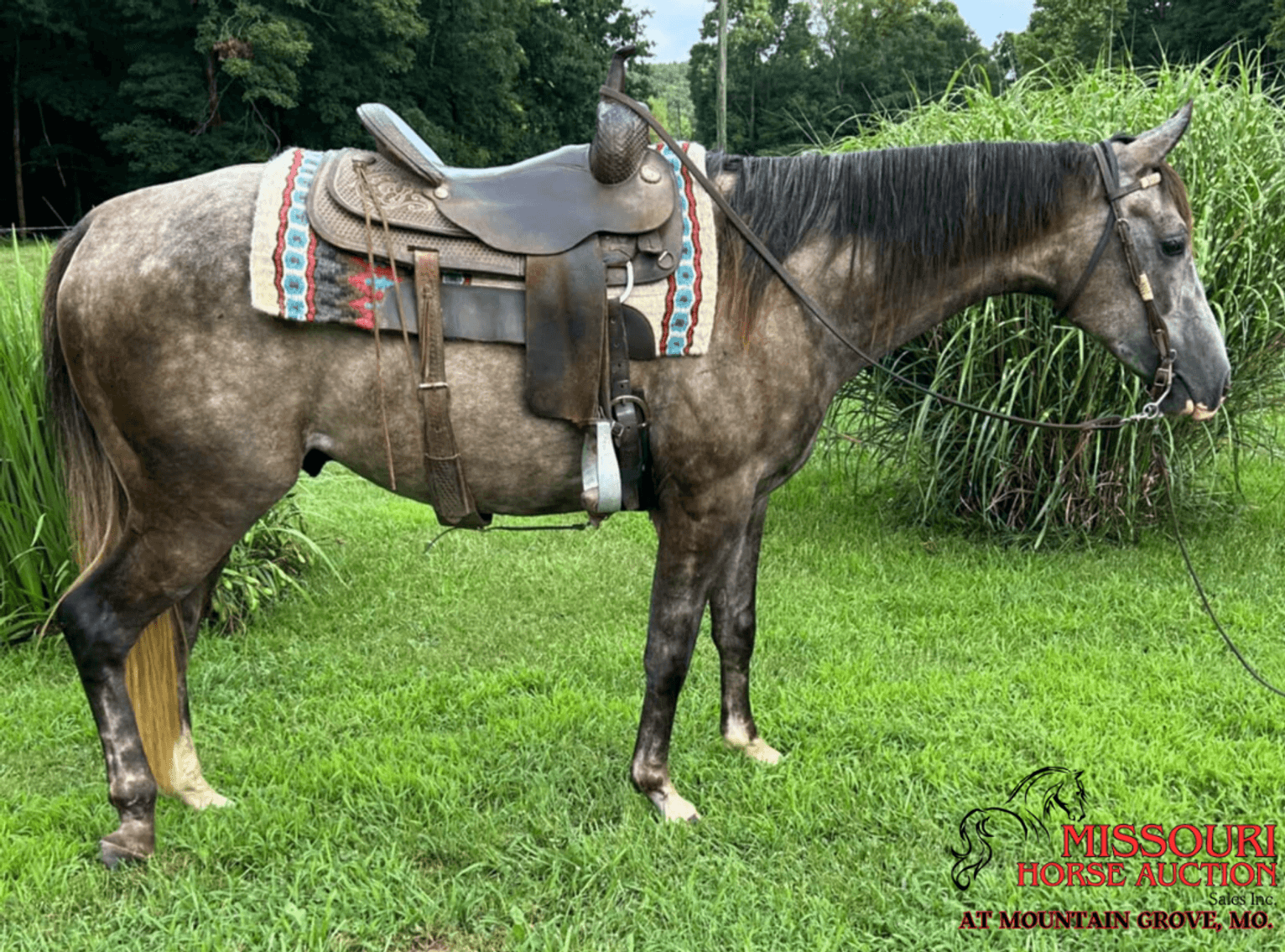 Image for Missouri Horse Auction AT MOUNTAIN GROVE- FRIDAY, JULY 11TH, 2025