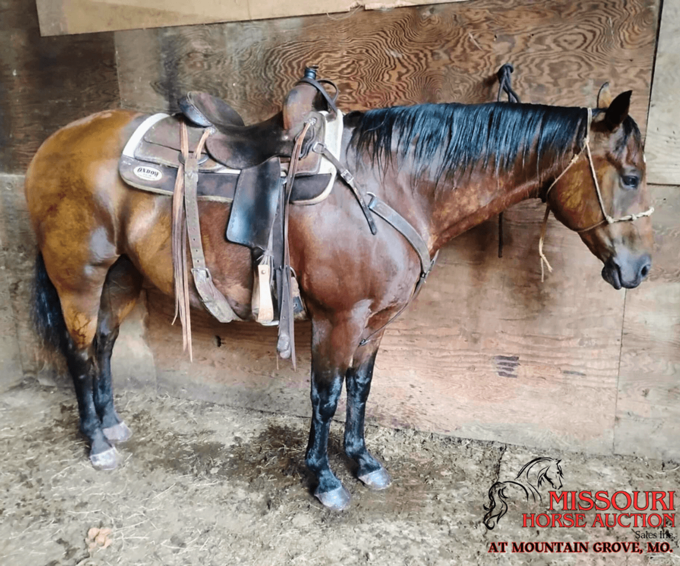 Image for Missouri Horse Auction AT MOUNTAIN GROVE- FRIDAY, JULY 11TH, 2025