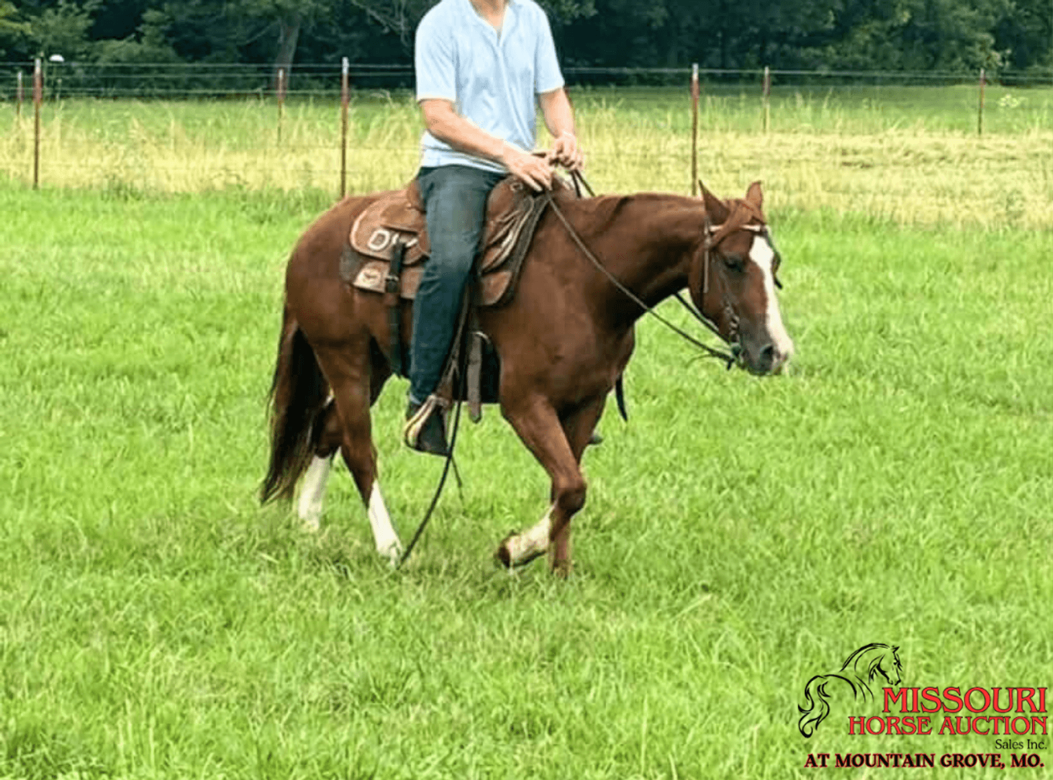 Image for Missouri Horse Auction AT MOUNTAIN GROVE- FRIDAY, AUGUST 8TH, 2025