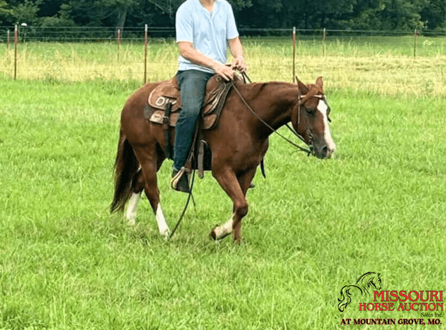 Image for Missouri Horse Auction AT MOUNTAIN GROVE- FRIDAY, AUGUST 8TH, 2025