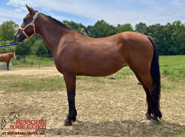 Image for Missouri Horse Auction AT MOUNTAIN GROVE- FRIDAY, AUGUST 8TH, 2025