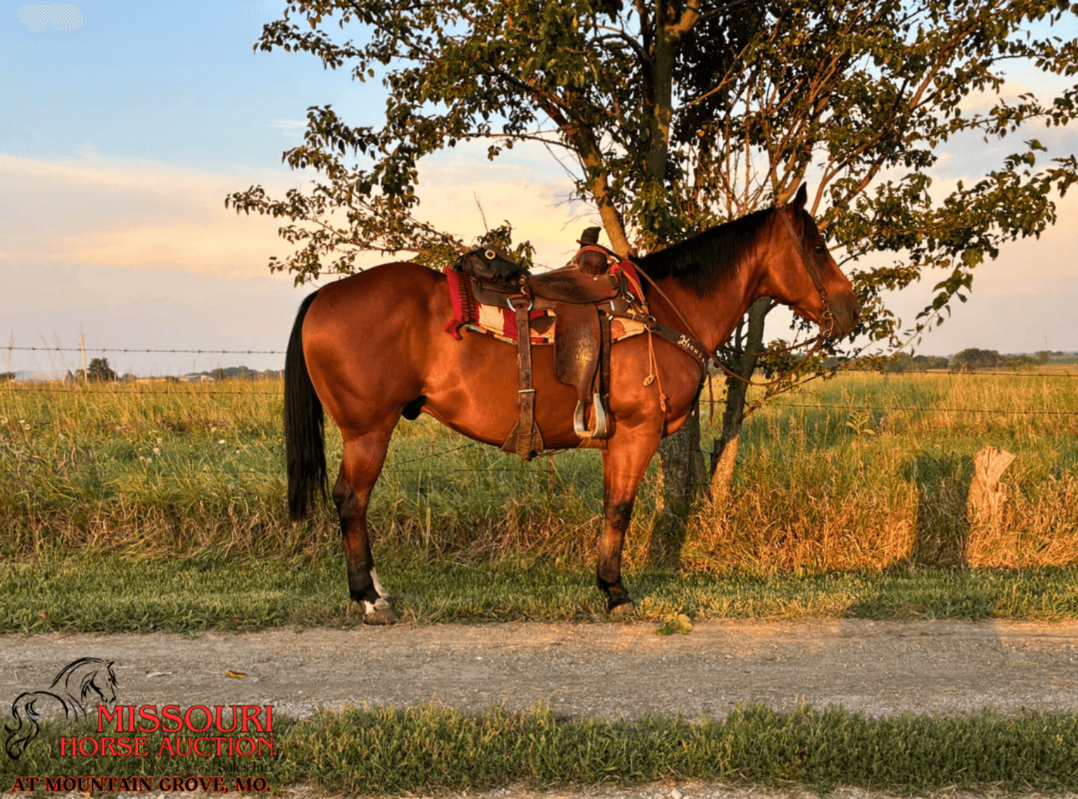 Image for Missouri Horse Auction AT MOUNTAIN GROVE- FRIDAY, AUGUST 8TH, 2025