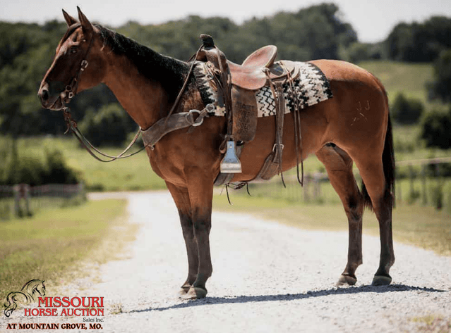 Image for Missouri Horse Auction AT MOUNTAIN GROVE- FRIDAY, AUGUST 8TH, 2025
