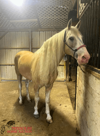 Image for Missouri Horse Auction AVA TRAIL HORSE SALE- SATURAY, SEPTEMBER 6TH, 2025