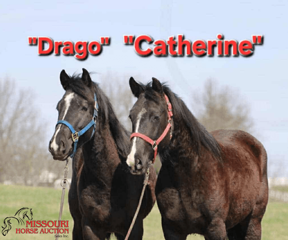 Image for Missouri Horse Auction AVA TRAIL HORSE SALE- SATURAY, SEPTEMBER 6TH, 2025