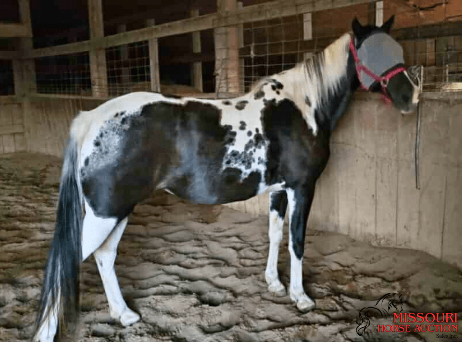 Image for Missouri Horse Auction AVA TRAIL HORSE SALE- SATURAY, SEPTEMBER 6TH, 2025