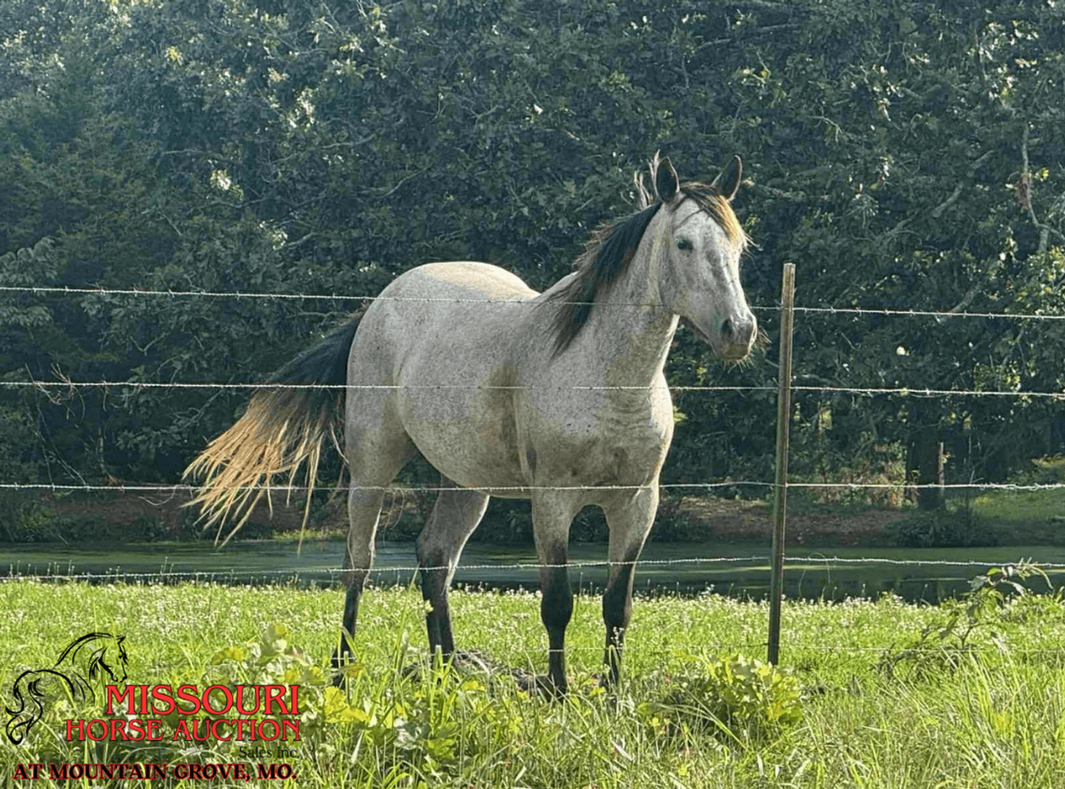 Image for Missouri Horse Auction AT MOUNTAIN GROVE- FRIDAY, SEPTEMBER 12TH, 2025