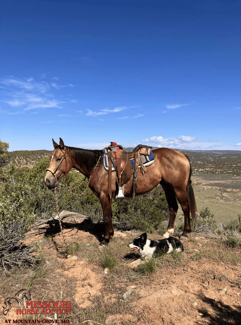 Image for Missouri Horse Auction AT MOUNTAIN GROVE- FRIDAY, SEPTEMBER 12TH, 2025