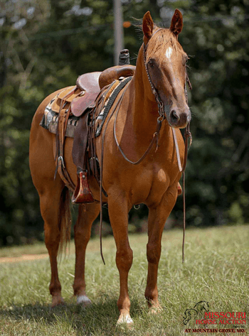 Image for Missouri Horse Auction AT MOUNTAIN GROVE- FRIDAY, SEPTEMBER 12TH, 2025