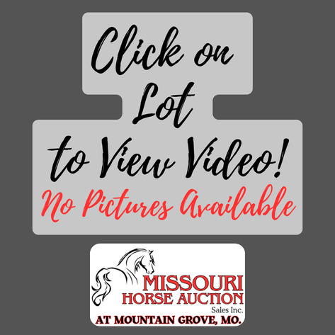 Image for Missouri Horse Auction AT MOUNTAIN GROVE- FRIDAY, OCTOBER 10TH, 2025