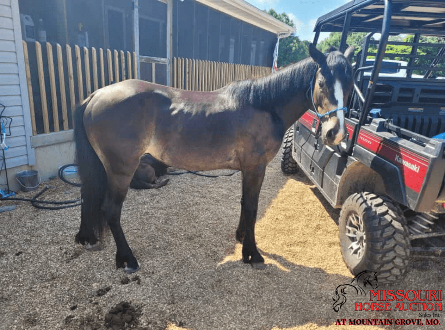 Image for Missouri Horse Auction AT MOUNTAIN GROVE- FRIDAY, NOVEMBER 14TH, 2025