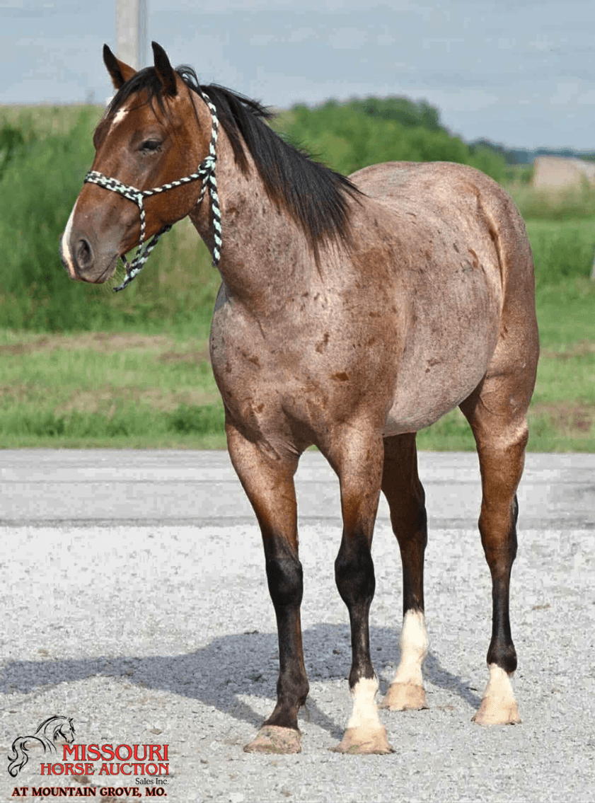 Image for Missouri Horse Auction AT MOUNTAIN GROVE- FRIDAY, NOVEMBER 14TH, 2025