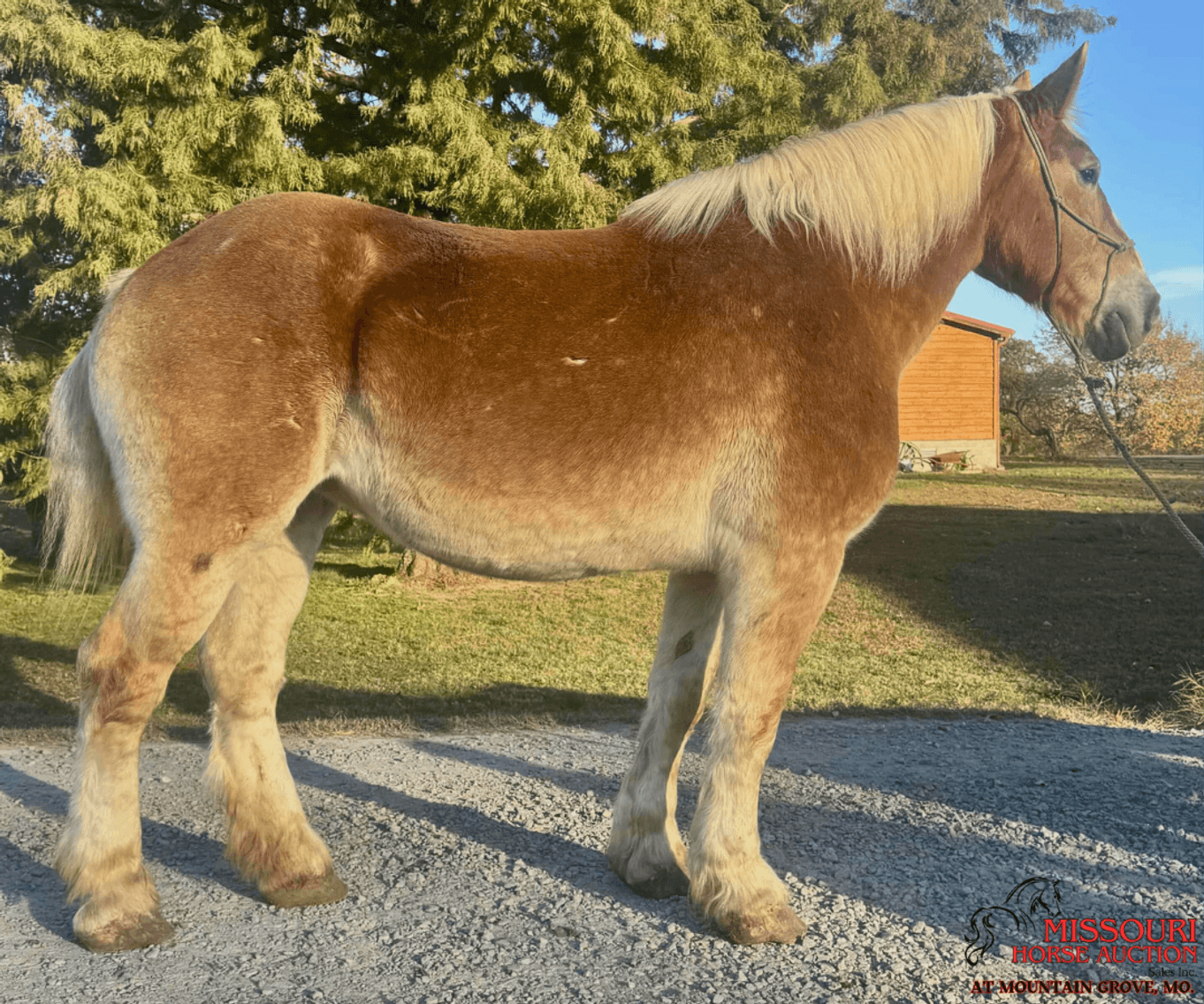 Image for Missouri Horse Auction AT MOUNTAIN GROVE- FRIDAY, NOVEMBER 14TH, 2025