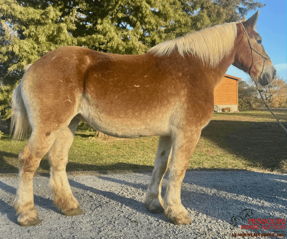 Image for Missouri Horse Auction AT MOUNTAIN GROVE- FRIDAY, NOVEMBER 14TH, 2025