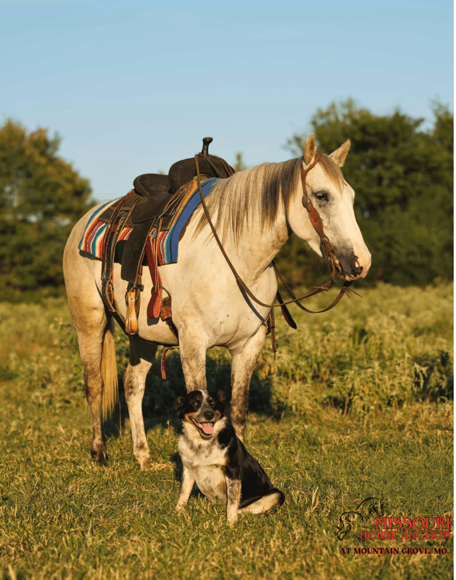 Image for Missouri Horse Auction AT MOUNTAIN GROVE- FRIDAY, NOVEMBER 14TH, 2025