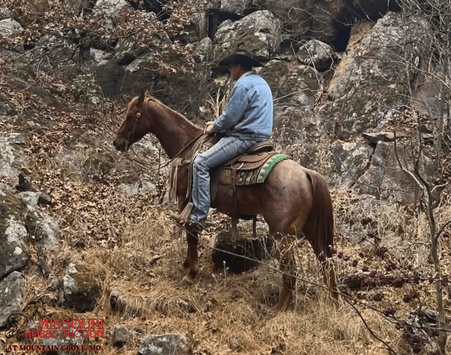 Image for Missouri Horse Auction AT MOUNTAIN GROVE- FRIDAY, DECEMBER 12TH, 2025