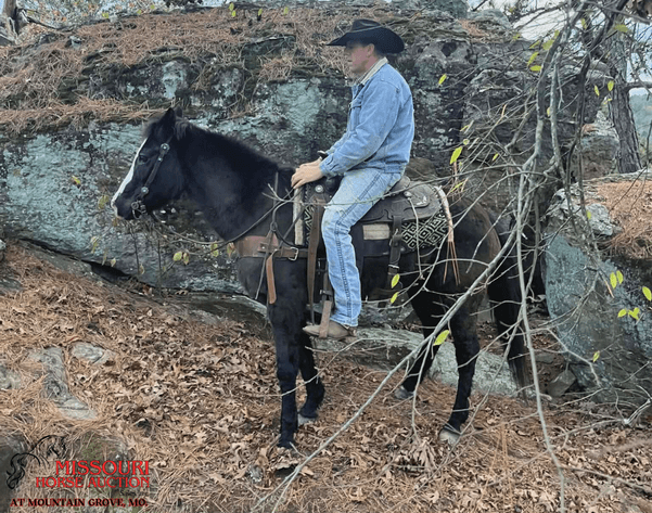 Image for Missouri Horse Auction AT MOUNTAIN GROVE- FRIDAY, DECEMBER 12TH, 2025