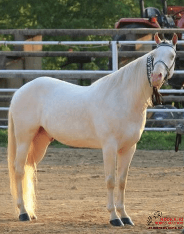 Image for Missouri Horse Auction AT MOUNTAIN GROVE- FRIDAY, DECEMBER 12TH, 2025