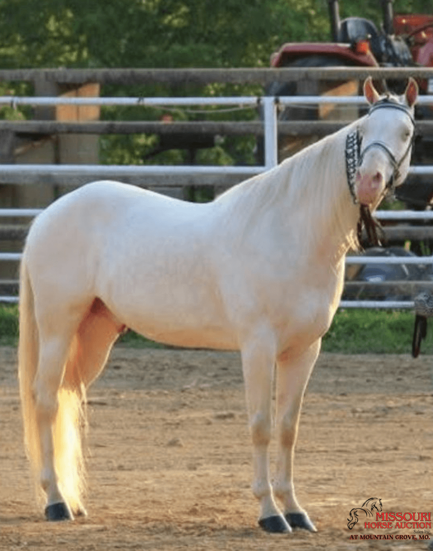 Image for Missouri Horse Auction AT MOUNTAIN GROVE- FRIDAY, DECEMBER 12TH, 2025