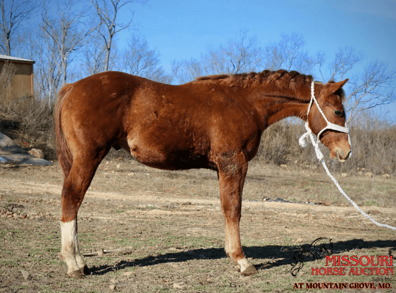 Image for Missouri Horse Auction AT MOUNTAIN GROVE- FRIDAY, DECEMBER 12TH, 2025