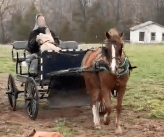 Image for Missouri Horse Auction AT MOUNTAIN GROVE- FRIDAY, MARCH 13TH, 2026