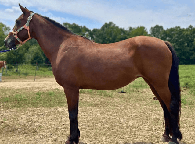 Image for Missouri Horse Auction AT MOUNTAIN GROVE- FRIDAY, MARCH 13TH, 2026