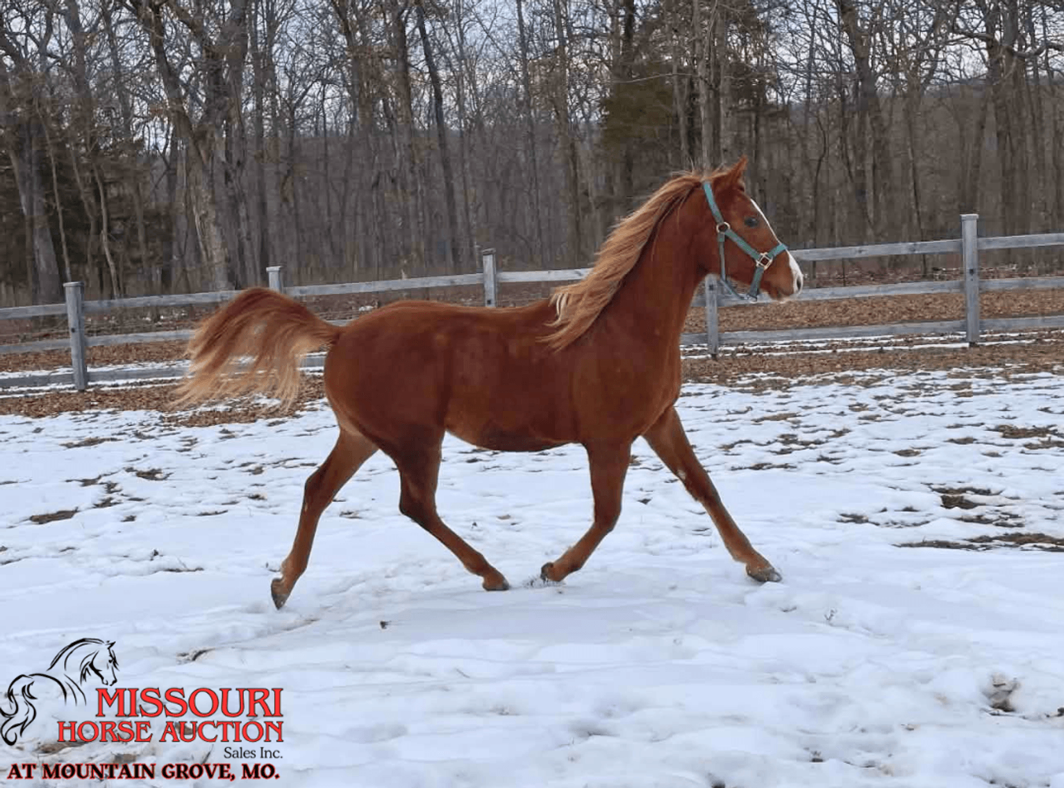 Image for Missouri Horse Auction AT MOUNTAIN GROVE- FRIDAY, APRIL 10TH, 2026