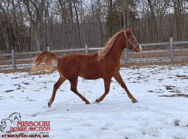 Image for Missouri Horse Auction AT MOUNTAIN GROVE- FRIDAY, APRIL 10TH, 2026