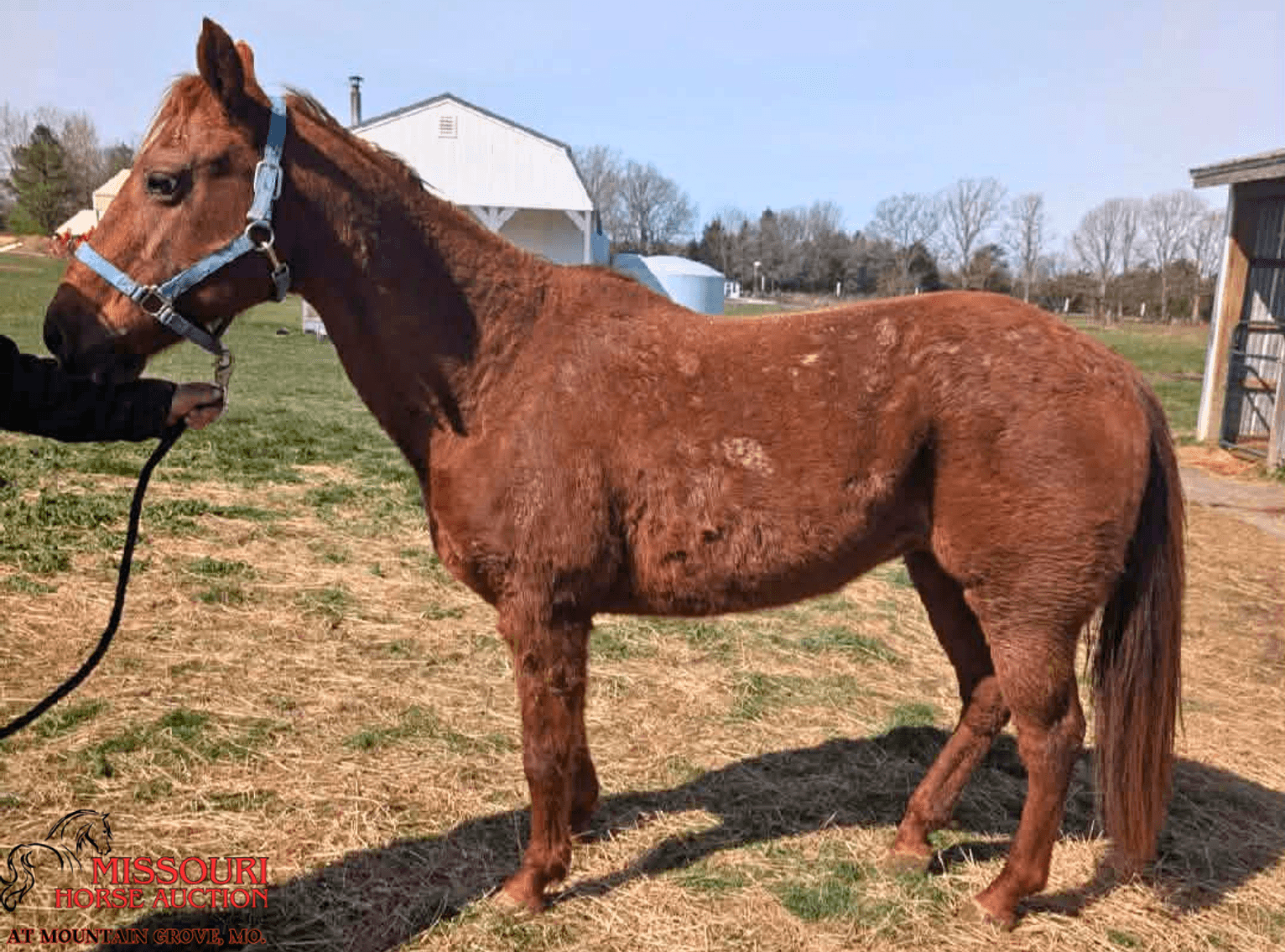 Image for Missouri Horse Auction AT MOUNTAIN GROVE- FRIDAY, APRIL 10TH, 2026