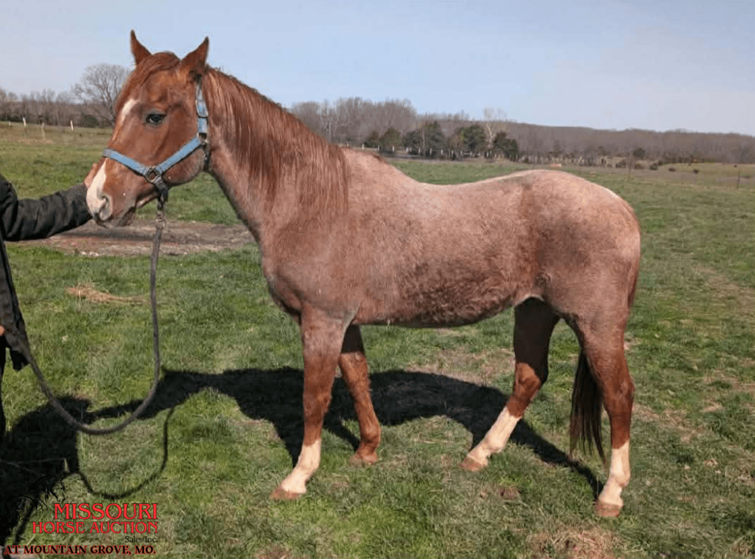 Image for Missouri Horse Auction AT MOUNTAIN GROVE- FRIDAY, APRIL 10TH, 2026