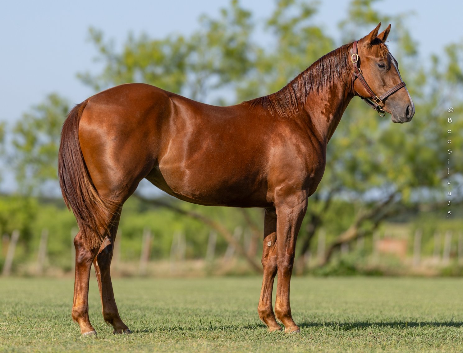 Image for 2025 Stuart Ranch Production Sale