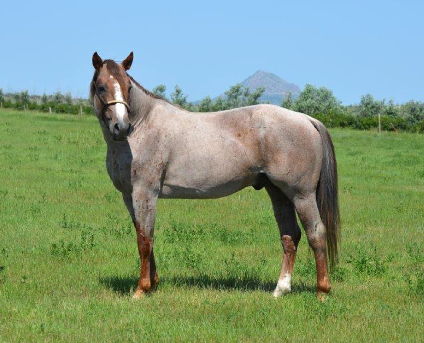 Image for 20th Annual Lauing Milliron L Ranch QH Production Sale