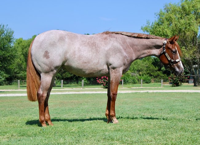 Image for The Vital Sale