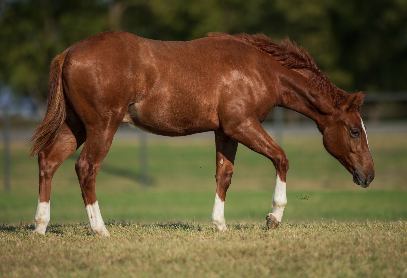 Image for 2025 November INTERNET Auction