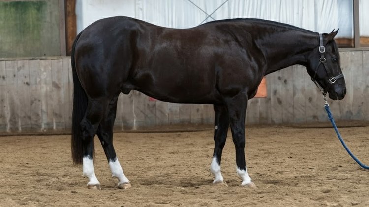 Image for 2026 April Internet Auction