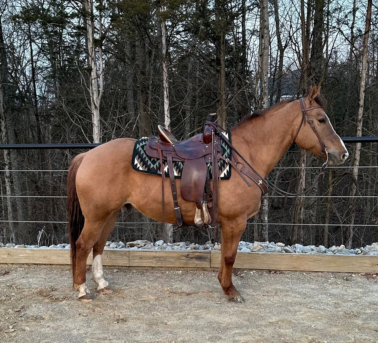 Image for 11th Annual Spring  Registered Horse Sale