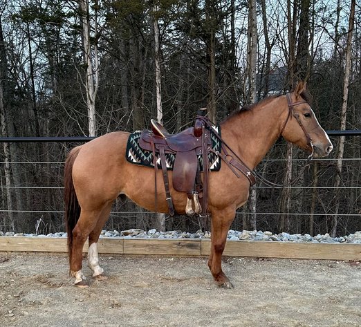 Image for 11th Annual Spring  Registered Horse Sale