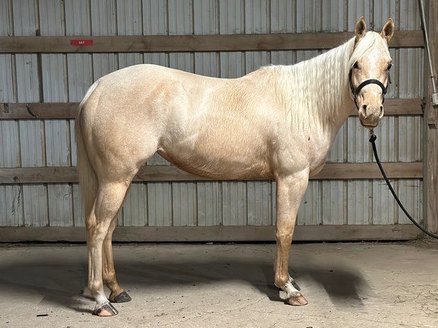 Image for 11th Annual Spring  Registered Horse Sale