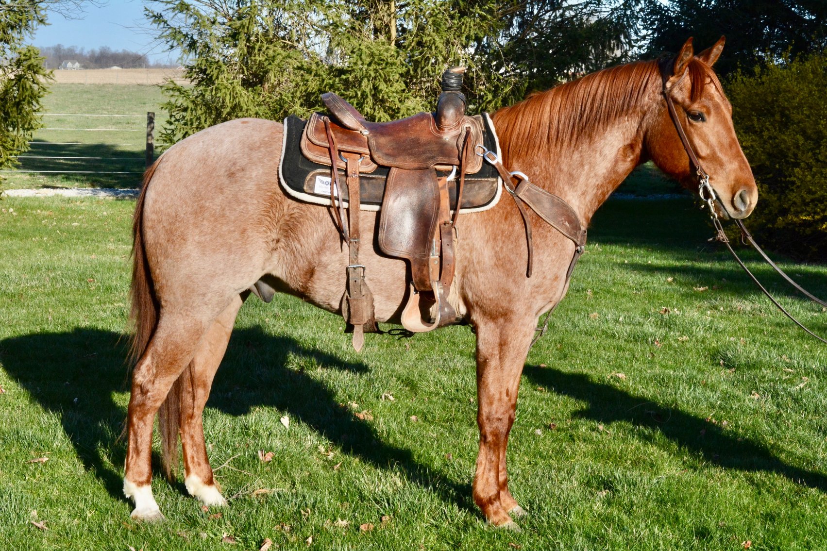 Image for 11th Annual Spring  Registered Horse Sale