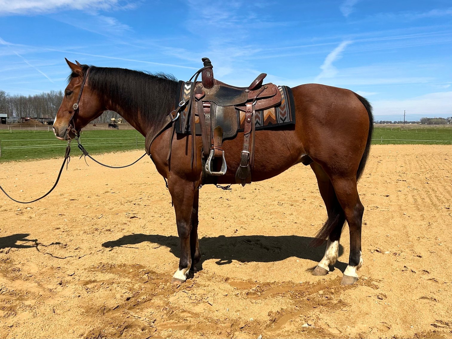 Image for Hamilton Co. Horse Sale & Tack Auction