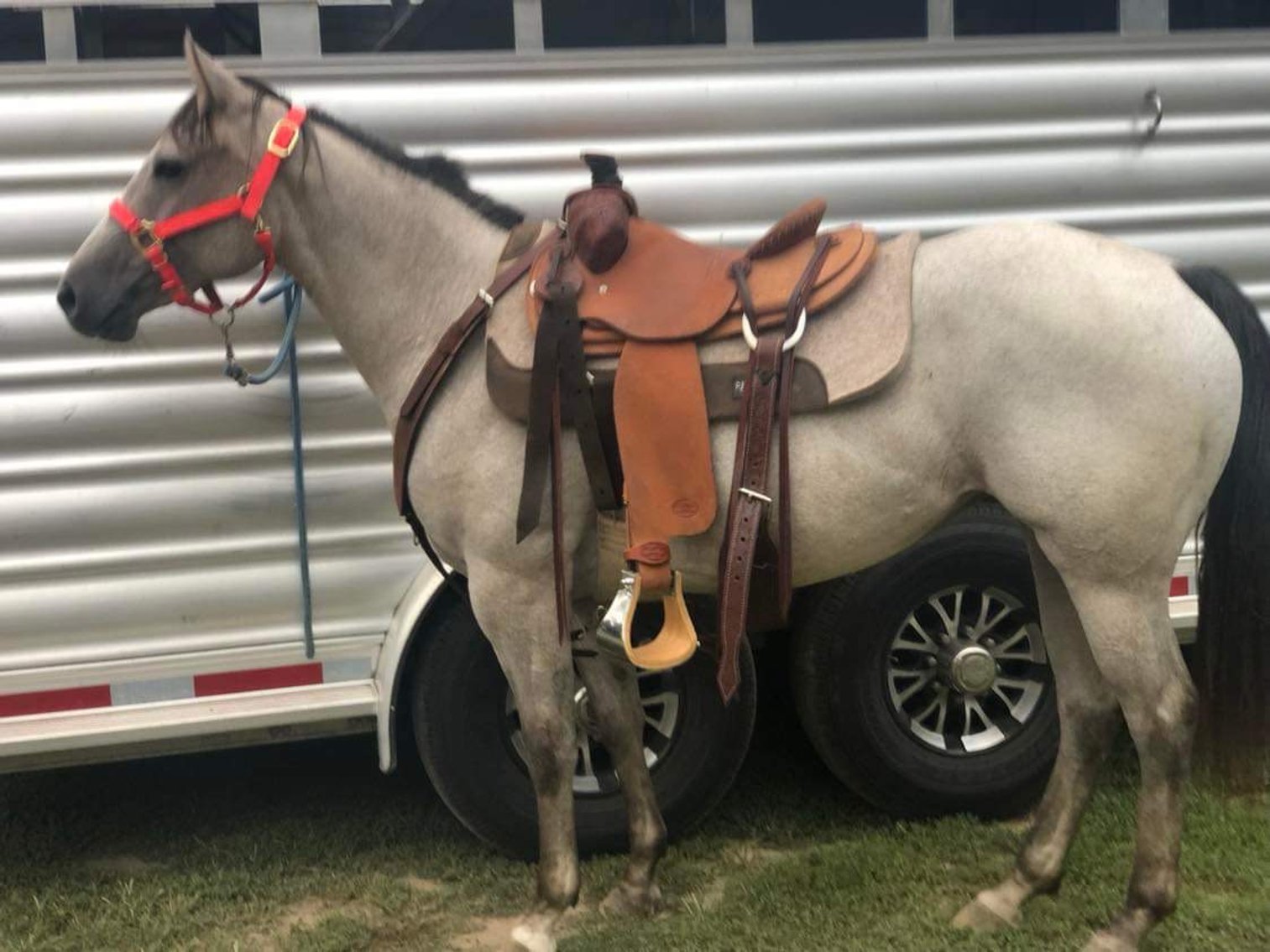 Image for Hamilton Co. Horse Sale & Tack Auction