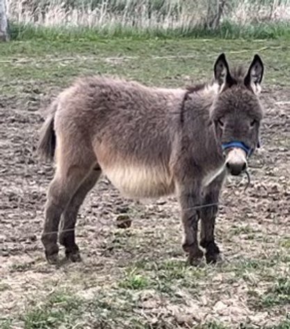 Image for Hamilton Co. Horse Sale & Tack Auction-MAY 4TH