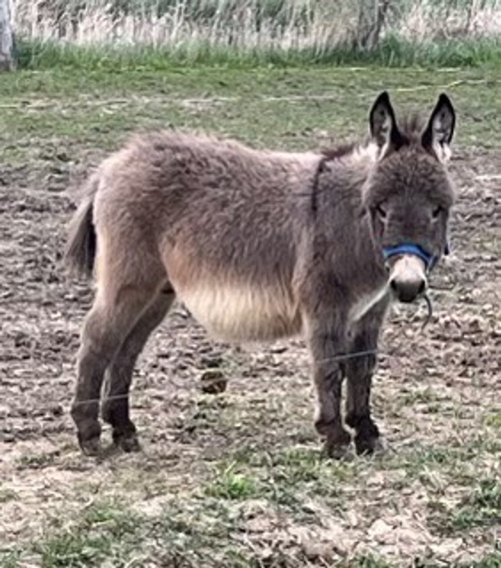 Image for Hamilton Co. Horse Sale & Tack Auction-MAY 4TH