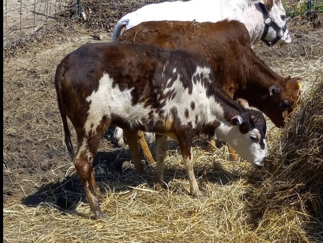 Image for Hamilton Co. Horse Sale & Tack Auction-MAY 4TH