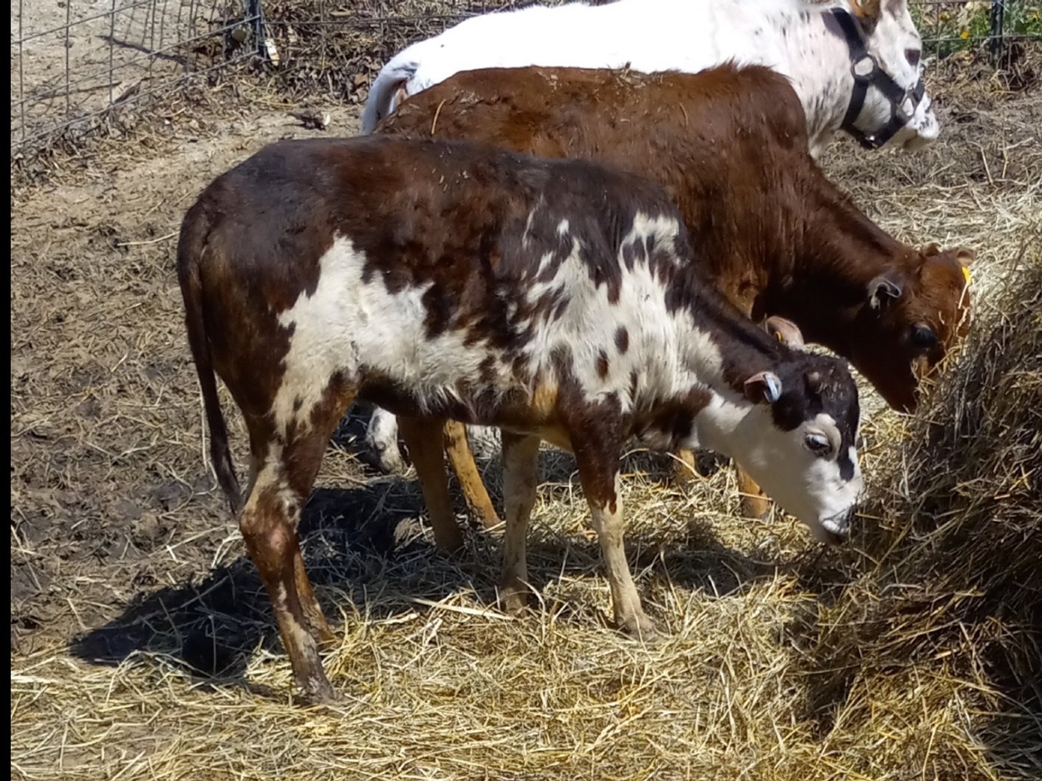 Image for Hamilton Co. Horse Sale & Tack Auction-MAY 4TH