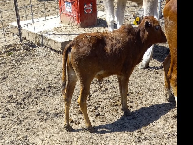 Image for Hamilton Co. Horse Sale & Tack Auction-MAY 4TH