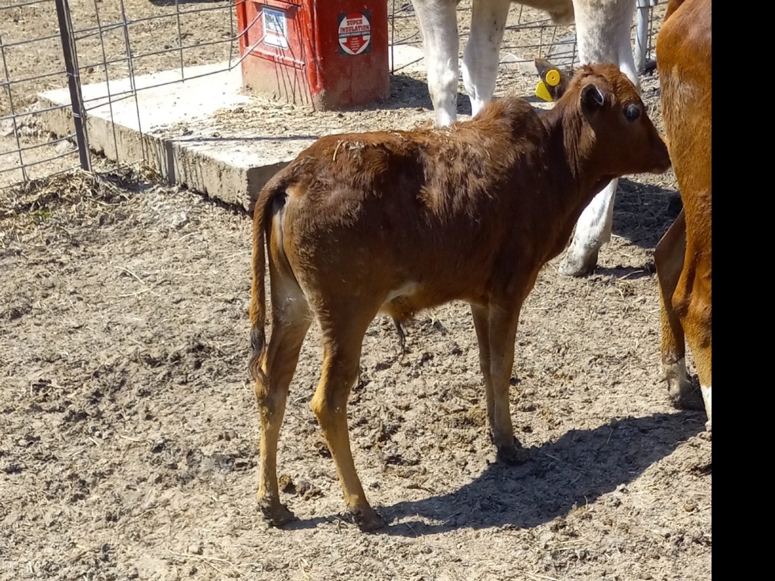 Image for Hamilton Co. Horse Sale & Tack Auction-MAY 4TH